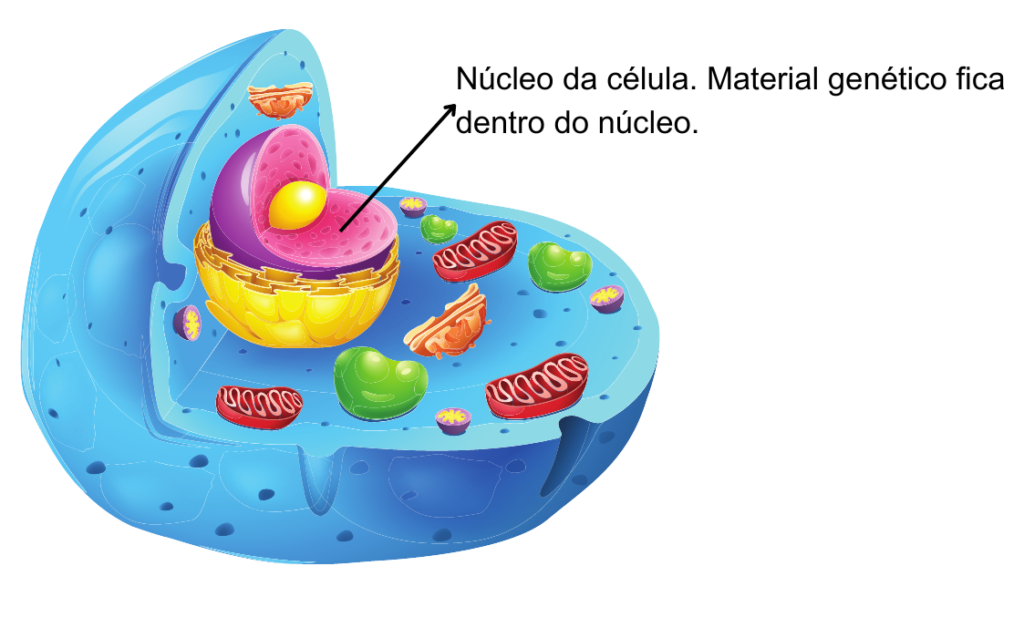 célula eucarionte