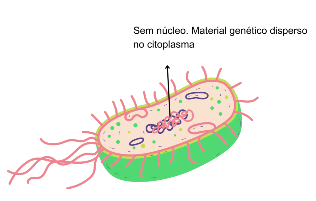 Célula procarionte