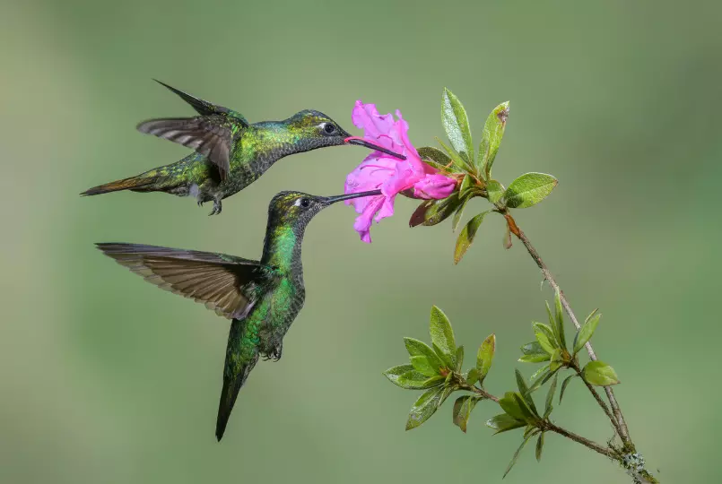 beija flor representando a classe das aves