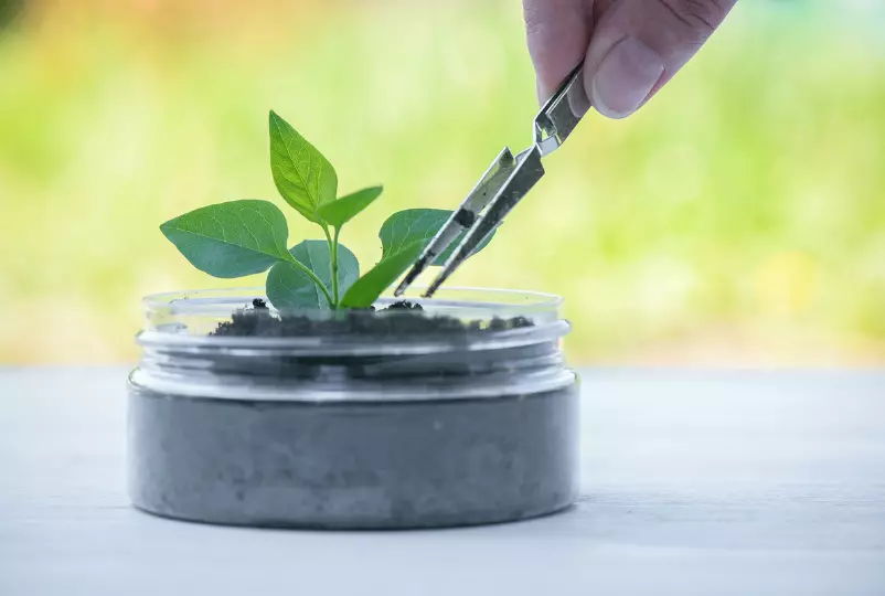 uma pequena planta