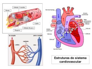 as estruturas do sistema cardiovascular