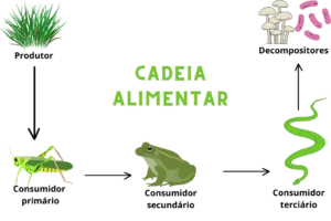 cadeia alimentar