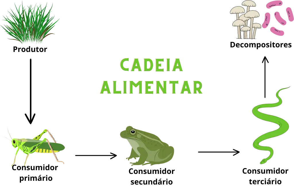 cadeia alimentar