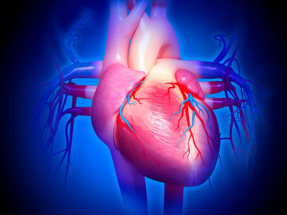 demonstrar o sistema cardiovascular