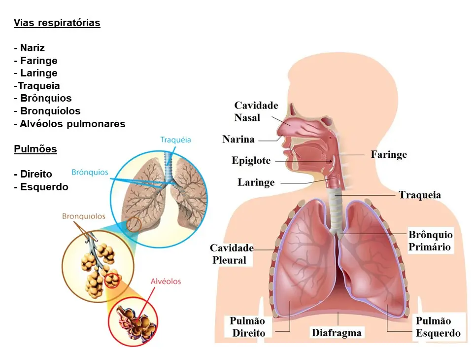 esquema representando as estruturas do sistema respiratório