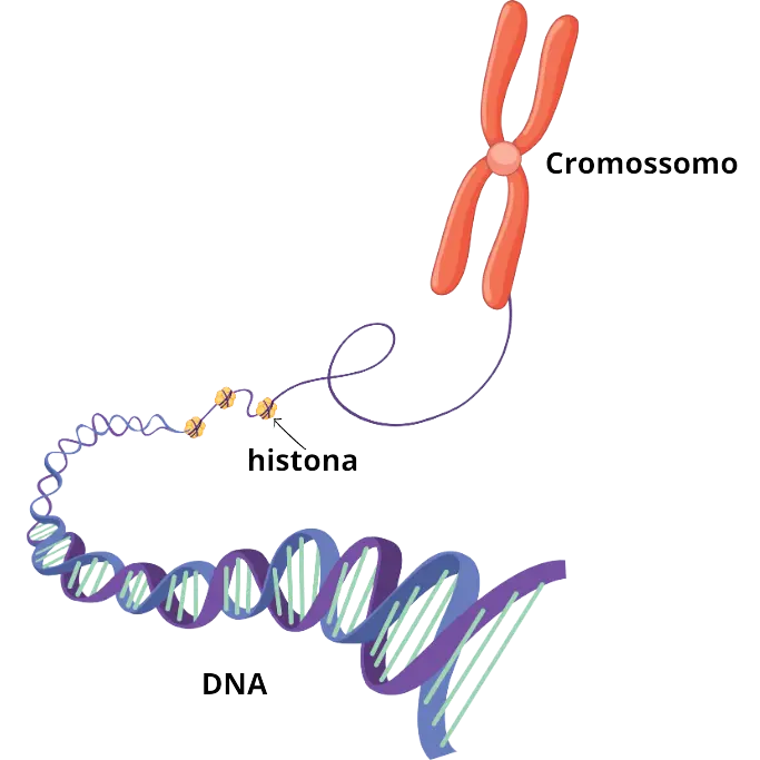 o dna se enrola para formar os cromossomos