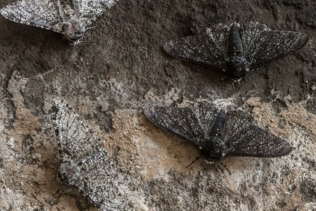 Mariposas claras e escuras