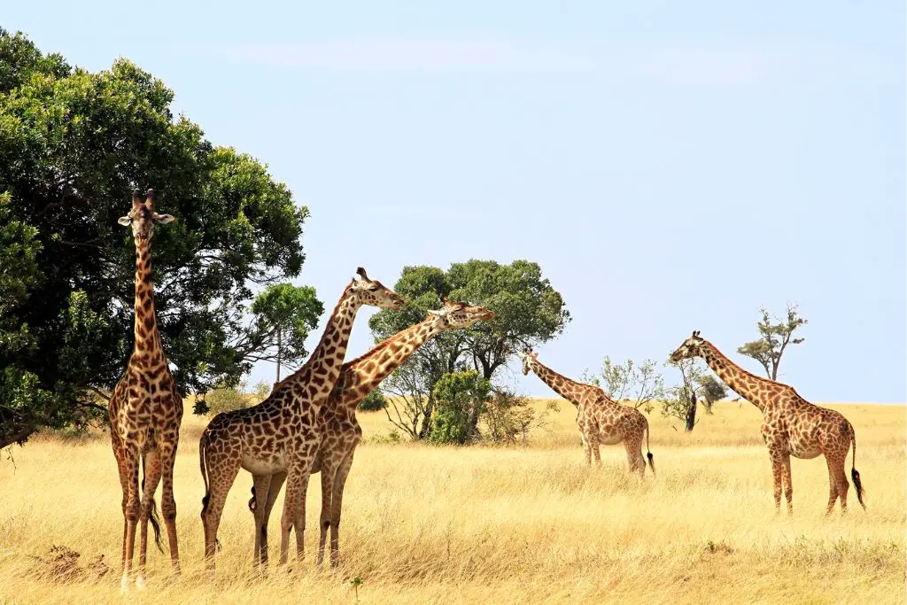 o caso do pescoço da girafa