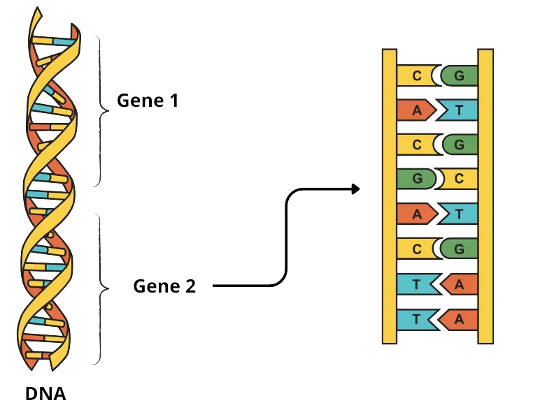DNA e gene