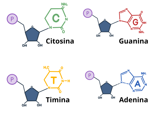 bases nitrogenadas do DNA