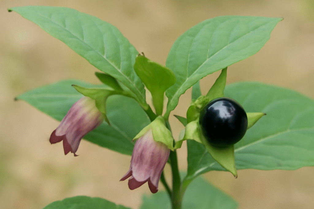 planta beladona com flores e frutos