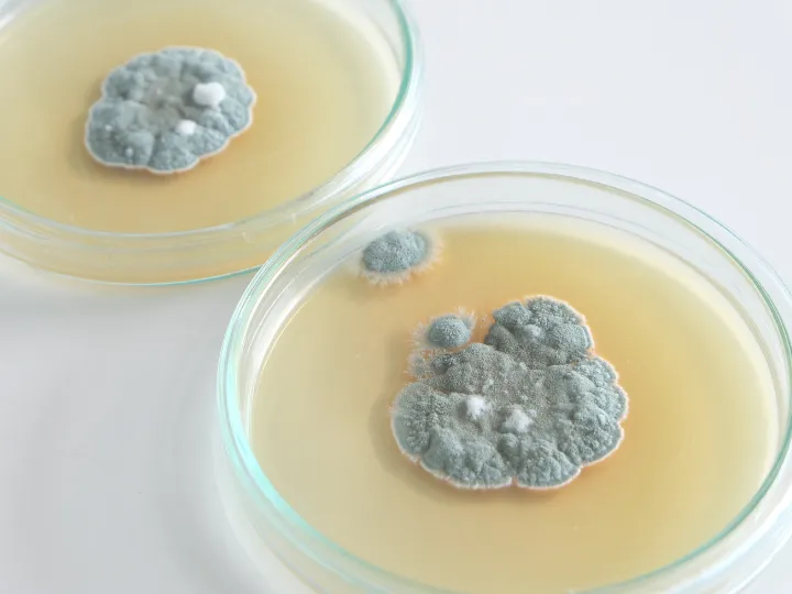 Fungo do gênero Penicillium crescendo em uma placa de Petri