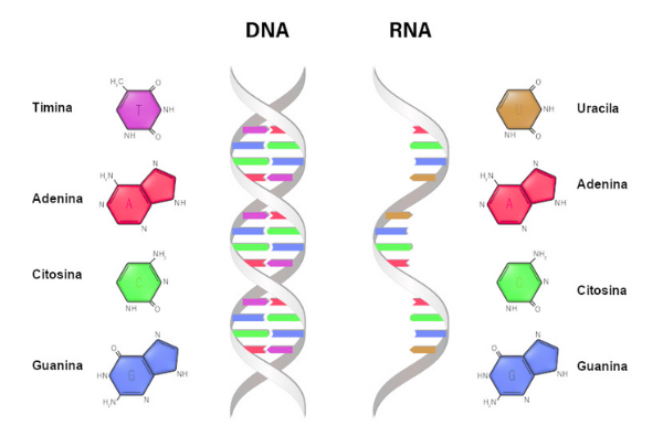 diferenças entre DNA e RNA