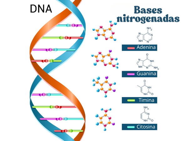 Ilustração da estrutura do DNA mostrando a dupla hélice composta por duas fitas antiparalelas de nucleotídeos, com pares de bases nitrogenadas (adenina com timina e citosina com guanina), açúcar desoxirribose e grupos fosfato formando a espinha dorsal da molécula.