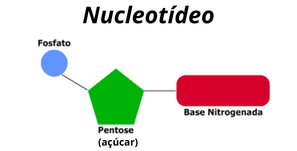 nucleotídeo