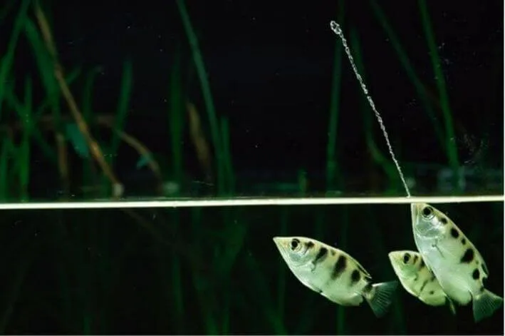 Um peixe arqueiro cuspindo agua