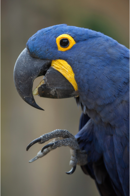 arara azul