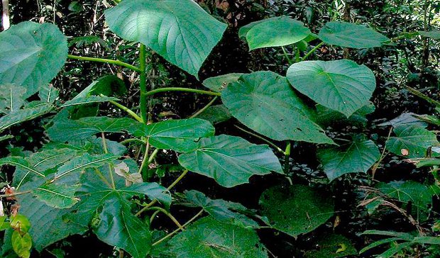 planta gympie gympie