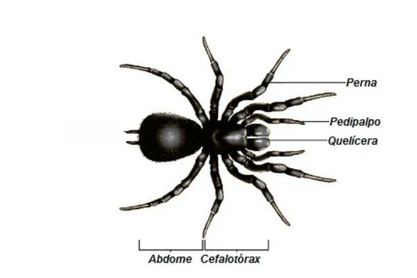 características dos aracnídeos