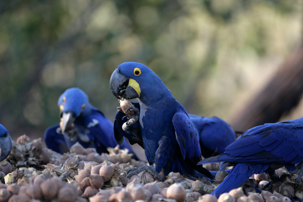 arara azul