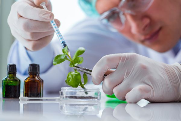 cientista manipulando uma planta como exemplo de biotecnologia
