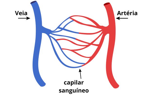 capilares sanguineos