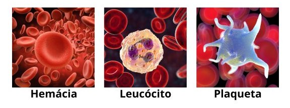 células do sangue: hemácias, leucócitos e plaquetas.
