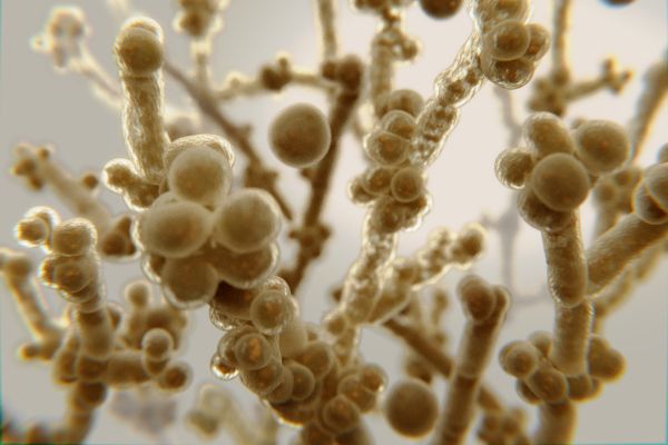 fungo candida