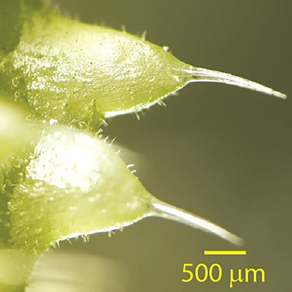 pelos urticantes da planta australiana gympie-gympie