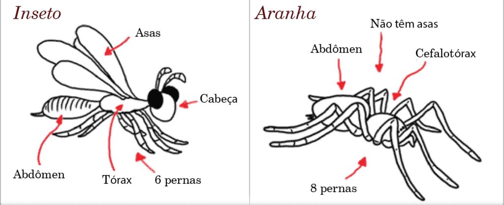 aracnídeos e insetos