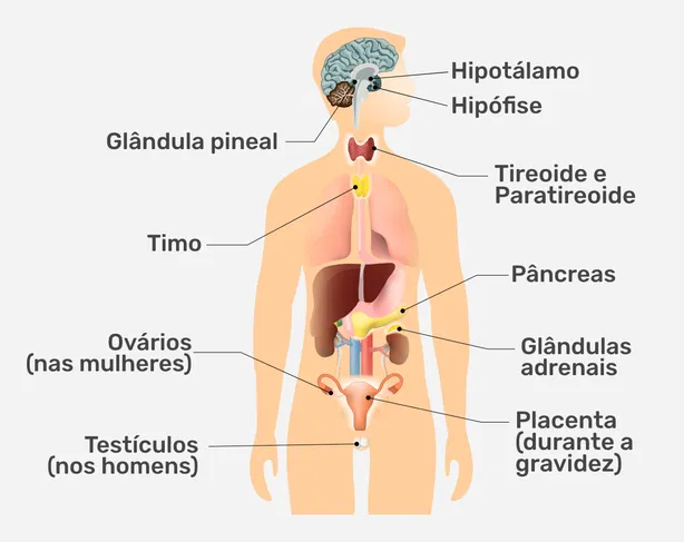 imagem mostrando o sistema endócrino com a localização das glândulas