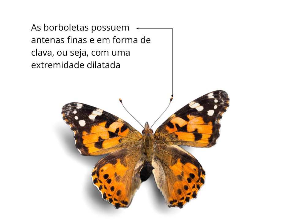 borboleta destacando as antenas