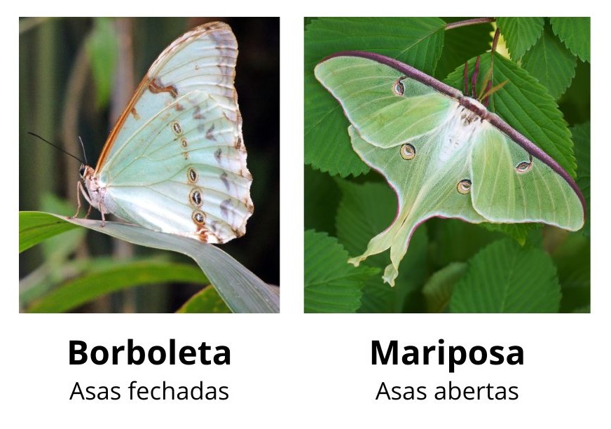 diferença das asas em repousa das borboletas e mariposas