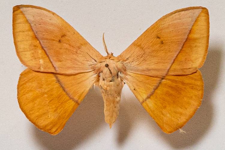 exemplar da lagarta lonomia
