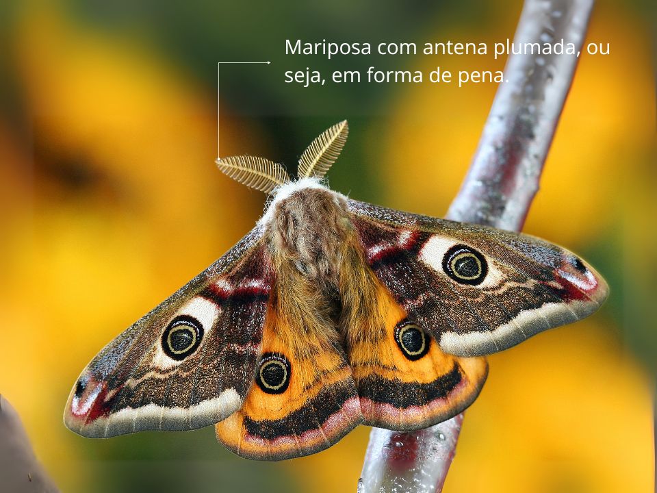mariposa destacando as antenas plumosas