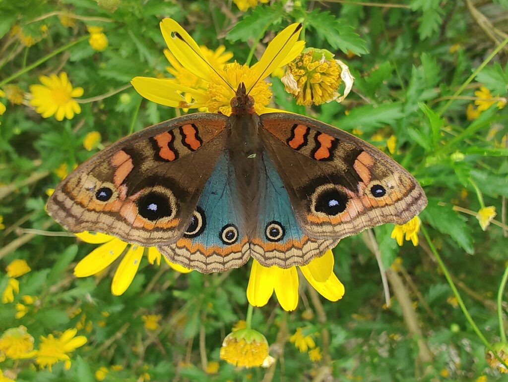 Borboleta pavão que lembra nossa senhora. A borboleta está com asas abertas.