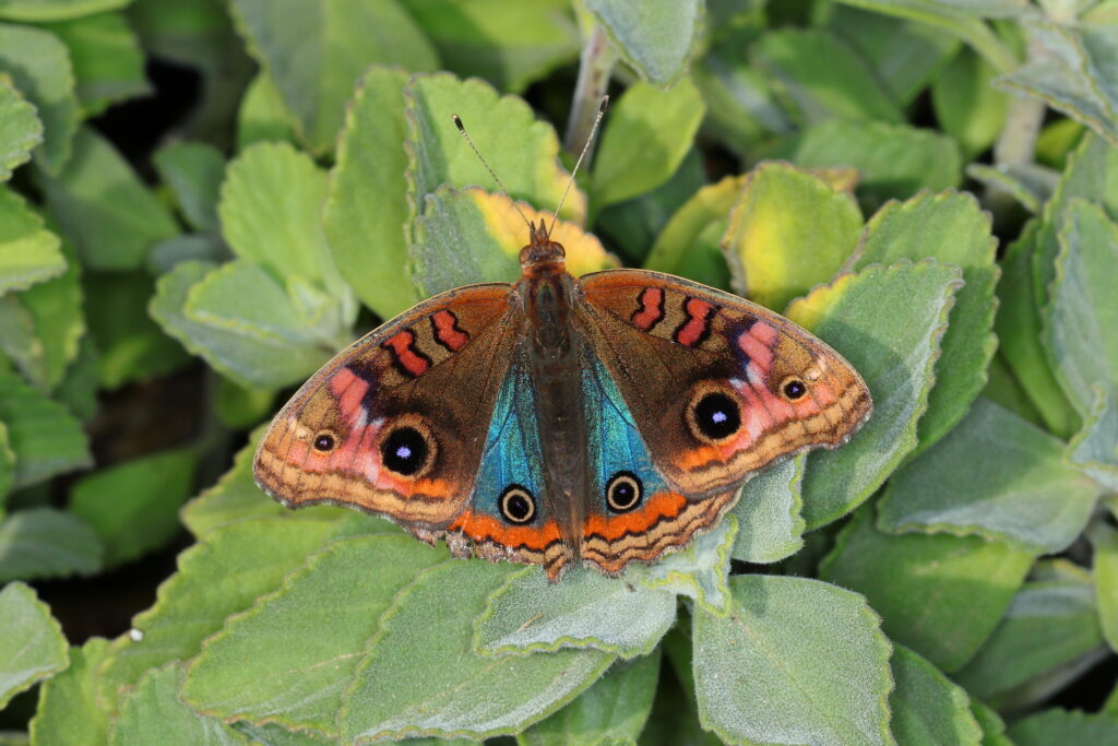borboleta com asas abertas lembrando o manto azul de nossa senhora