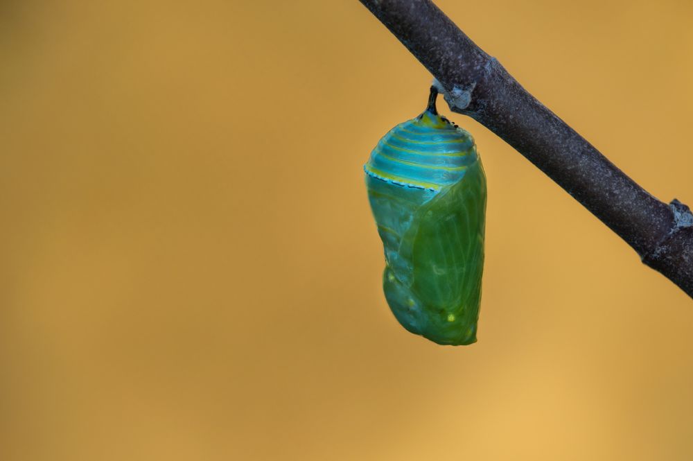 Metamorfose: o que é e como acontece nos animais? Metamorfose da borboleta - Crisálida ou pupa da borboleta